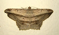 Chiasmia rectistriaria