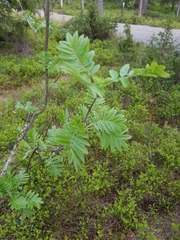 Sorbus aucuparia