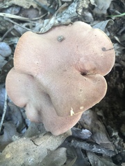 Phylloporus leucomycelinus