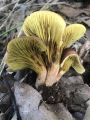 Phylloporus leucomycelinus