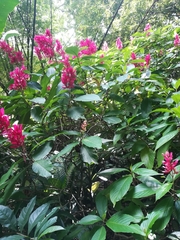 Megaskepasma erythrochlamys