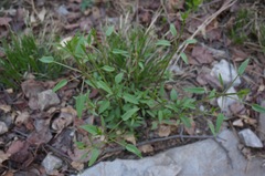 Rubia cordifolia