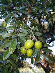 Xanthocercis zambesiaca image