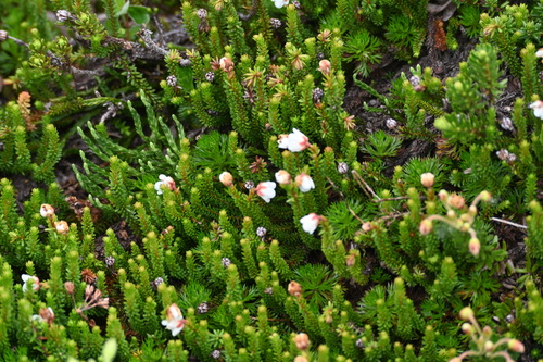 Image of Harrimanella stelleriana by (c) Syd Cannings, some rights reserved (CC BY)