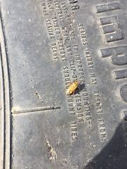 Rhabdomiris striatellus