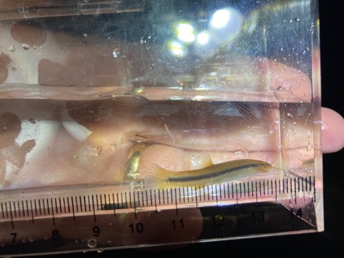 Striped pencil catfish (Trichomycterus striatus) — Trichomycteridae — 3