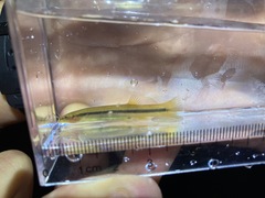 Pencil Catfish photo 3