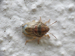 Neottiglossa bifida