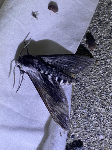 iNaturalist observation photo of Elegant Sphinx