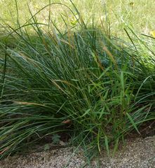 Pogonatherum crinitum