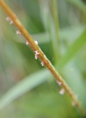Pogonatherum crinitum