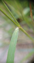 Pogonatherum crinitum