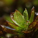 Crumia latifolia - Photo (c) Jordan Collins, algunos derechos reservados (CC BY-NC), subido por Jordan Collins