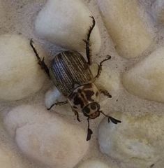 Anomala takasagoensis