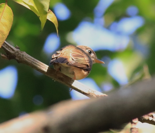 Brown-breasted Flycatcher (Muscicapa muttui), photo 4
