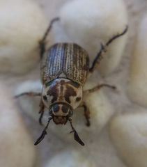 Anomala takasagoensis