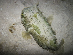 Chilomycterus antennatus