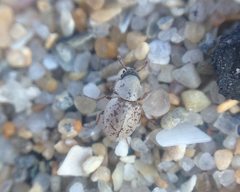 Phycosecis ammophilus