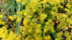 Sedum formosanum