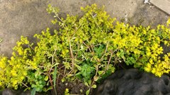 Sedum formosanum