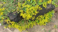 Sedum formosanum