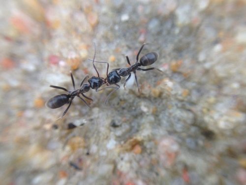 Iridomyrmex coniferIridomyrmex conifer