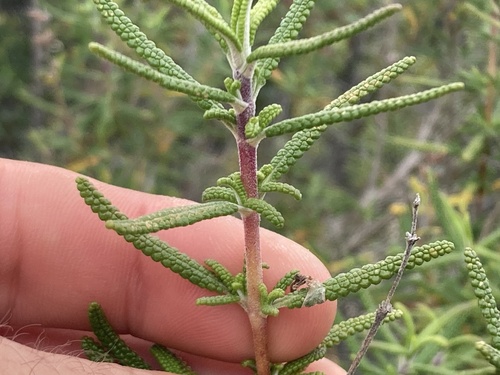 Santa Rosa Island Sage foliage