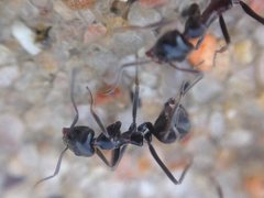 Iridomyrmex conifer