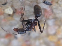 Iridomyrmex conifer