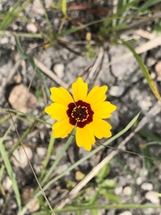 Coreopsis basalis