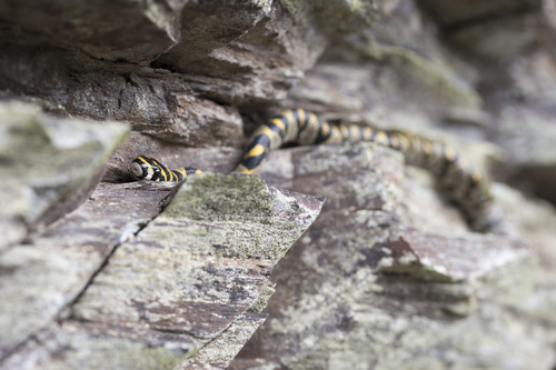 Mandarin Ratsnake