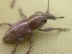 Nemestra incerta