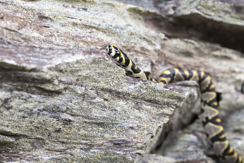 Mandarin Ratsnake