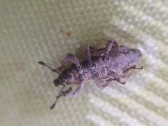 Nemestra incerta