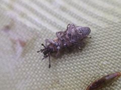 Nemestra incerta