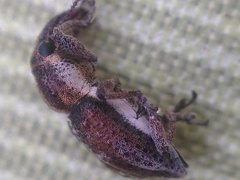 Nemestra incerta
