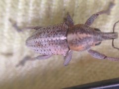 Nemestra incerta