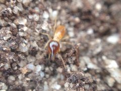 Nasutitermes exitiosus