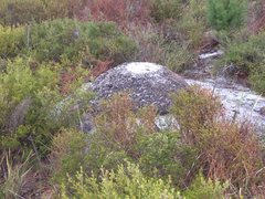 Nasutitermes exitiosus