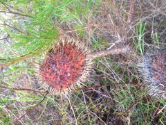 Banksia telmatiaea