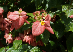 Mussaenda philippica