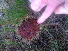 Banksia telmatiaea