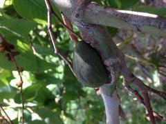 Apiomorpha ovicoloides