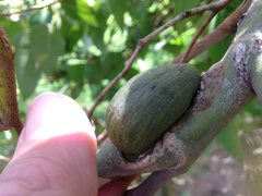 Apiomorpha ovicoloides
