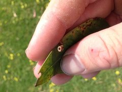 Apiomorpha ovicoloides