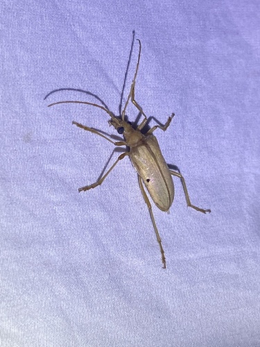 iNaturalist observation photo of Yellow Douglas-fir Borer
