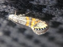 Aeolocosma cycloxantha