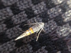 Aeolocosma cycloxantha