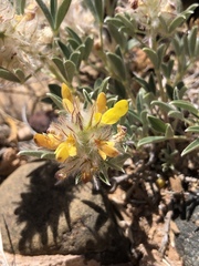 Dalea jamesii