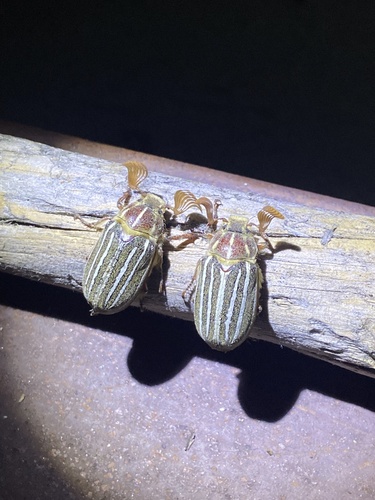 iNaturalist observation photo of Ten-lined June Beetle